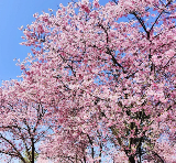 26年廣東1–3月賞花🌸這6個絕美賞花地請收好！