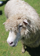 南投穆斯林二日遊｜4Muslims認證+預訂避坑｜平價又安心💡