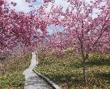 臺中梨山&福壽山一日遊｜保姆級避坑總結+行程規劃建議