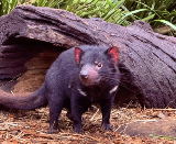 悉尼親子/單人必去！無尾熊互動+燒烤+迴旋鏢｜實測3大亮點避坑