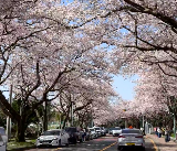 🌸 2026清明假期跑慶州櫻花馬拉松！賽道美到心巴上