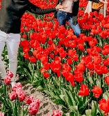 阿姆斯特丹一日遊實測｜郁金香花海+風車遊輪超抵玩！避坑指南