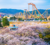 4月韓國追櫻，今年必去一覽！