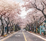 2026濟州島賞櫻地（含打卡地）