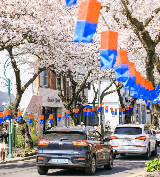 2026濟州島櫻花網紅打卡地