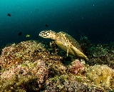 長灘島潛水初體驗實測｜3小時入門海底世界！SSI課程免認證超讚✨