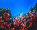 邦勞潛水進階實測✨PADI五星中心高級課5潛拿學分避坑