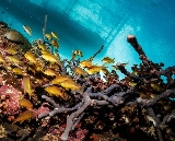 臺灣人宿霧潛水｜莫阿爾博阿爾5次深潛超讚！潛水體驗全記錄