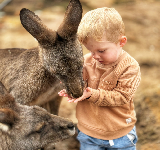 霍巴特半日遊選這條！塔斯馬尼亞惡魔+裏士滿古村超抵✨