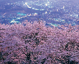 實測！秩父芝櫻+長瀞櫻花隧道一日遊 這幾個亮點必衝🌸