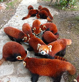 上海野生動物園打卡攻略🔥 集章兌禮+萌獸暴擊，治愈感拉滿✨