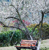 深圳周末好去處｜看早梅吧！五大免費打卡點🌹