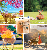 大阪出發奈良宇治一日遊｜預訂前必睇！3個選品重點唔好錯過✨