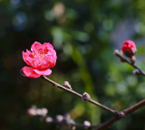 🔥春節去哪？雲浮象窩桃花 + 非遺一站式攻略