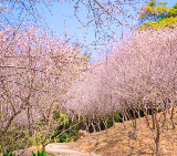 2026廣州頂流香雪梅海‼️‼️