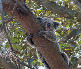 費瑟黛爾野生動物園｜世界最大室內動物園，解鎖沈浸式萌趣互動