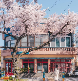 2026年韓國櫻花首測！花期地圖新鮮出爐，赴一場粉色春日之約