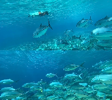 斯米蘭限定🏝🫧｜蒂芙尼藍大海打卡攻略