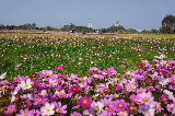 來清遠賞格桑花海