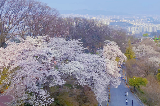 2025人生建議，總要來韓國看一次櫻花吧！