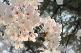 韓國汝矣島春花慶典賞花指南