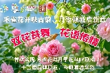 东莞清溪鎮第十四屆賞花行活動