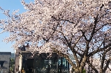 2025首爾櫻花季十大熱門打卡地