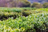 春茶，惠州博羅的春天「一飲而盡」！
