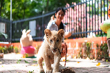芭堤雅是拉差龍虎園:與老虎合影的獨特體驗