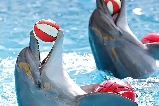 芭堤雅海豚館——海豚表演不容錯過