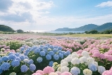 5月到7月濟州島特色景點，去看濟州島繡球花盛開