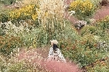 Jeju Island's 濟州島四季花海——山茶花之丘，濟州島絕美拍照地！