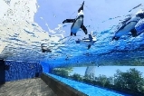 東京陽光水族館:2025表演節目表全公開