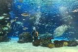 東京必打卡!陽光水族館的奇妙海洋之旅
