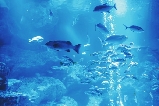 墨田水族館購票須知
