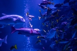 墨田水族館交通全指南