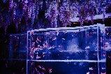 銀座藝術水族館遊玩攻略