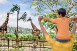 新加坡動物園購前須知,看完再出發!