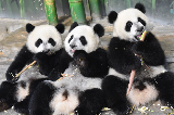廣州長隆動物園：野生動物的奇妙王國