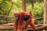 2025新加坡動物園全交通攻略,看這篇就夠了!