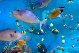 韓國首爾 COEX 水族館周邊一日遊推薦