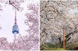 首爾南山塔展望臺一日遊全攻略：俯瞰城市風光，解鎖浪漫地標