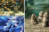 探秘韓國慶州 Zoolung Zoolung 室內動物園,開啟奇妙一日遊