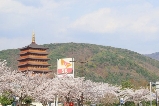 韓國慶州一日遊超詳細攻略，輕松 Get 新羅古韻