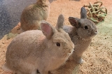 京畿道加平 SeenB 室內動物園：都市中的治愈系動物秘境