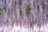 京畿道加平秋海棠鳥花園：漫步花香與鳥鳴交織的自然詩篇