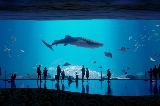 探秘京畿道光教 Aqua Planet 水族館:一場奇幻的海洋之旅