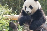 愛寶樂園：歡樂無限的夢幻王國