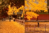 【2025 韓國紅葉】首爾紅葉景點攻略 韓國賞楓看這篇