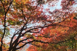 韓國長泰山賞楓葉攻略：奔赴秋日限定的夢幻之約